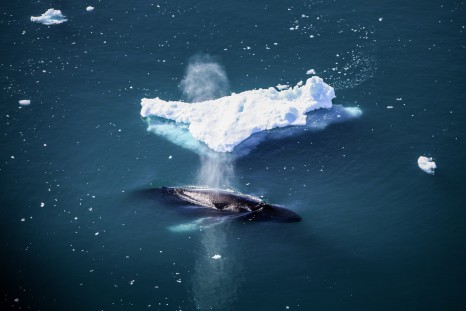 ilulissat-06