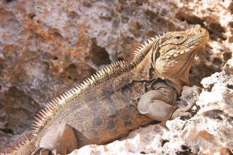 Iguana_at_the_Iguanas_island_near_Cayo_Largo_shot_01