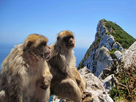 gibraltar-monkeys-1505654172