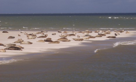 Phoca_vitulina_and_Halichoerus_grypus_on_Sandplate