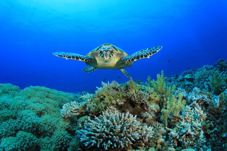 hawksbill-turtle-barbados